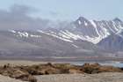 Norway, Svalbard. Walrus pod sleeping. Art Print